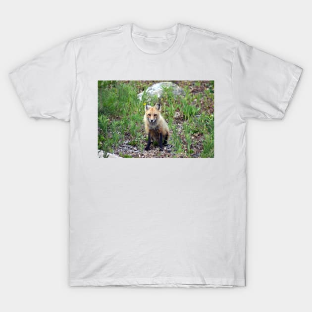 Satisfied Fox T-Shirt by Leslie Pino Durant